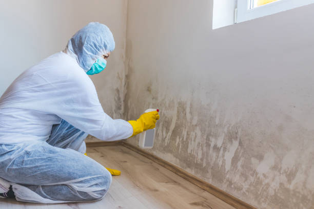 Licensed Basement Mold Remediation service in Midland, MI - WQB Mold Removal