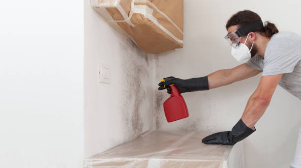 Professional Basement Mold Remediation technician working in Midland, MI