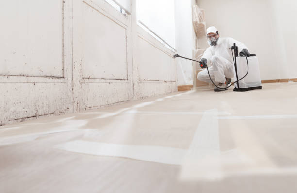 24/7 Emergency Basement Mold Remediation experts in Midland, MI