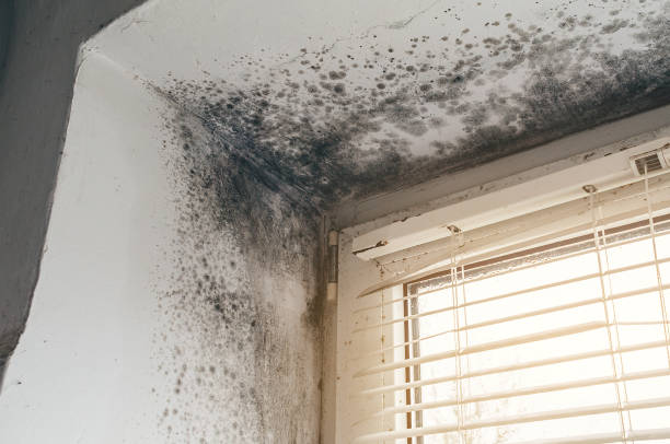 Affordable Basement Mold Remediation solutions in Midland, MI
