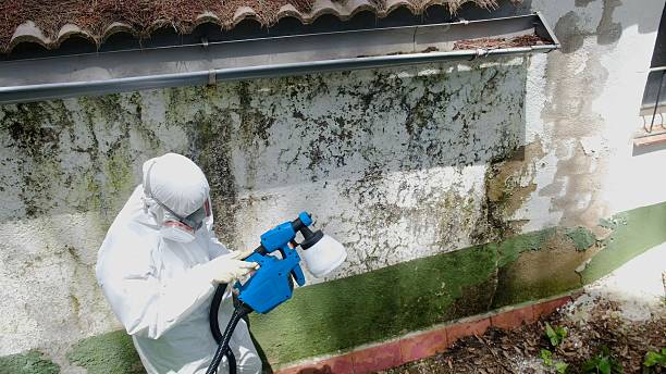 Top rated local Basement Mold Remediation specialists in Midland, MI